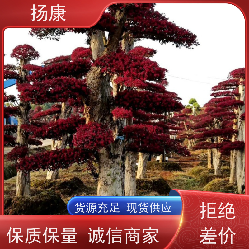 扬康 25公分红花继木桩 庭院绿植花卉篱笆围墙四季红叶彩色盆景球桩