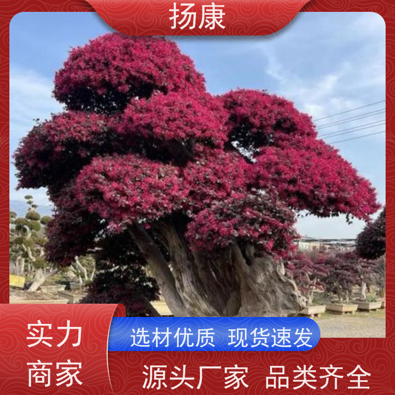 扬康 40公分红花继木桩 园林景区观景苗木 绿化工程栽植