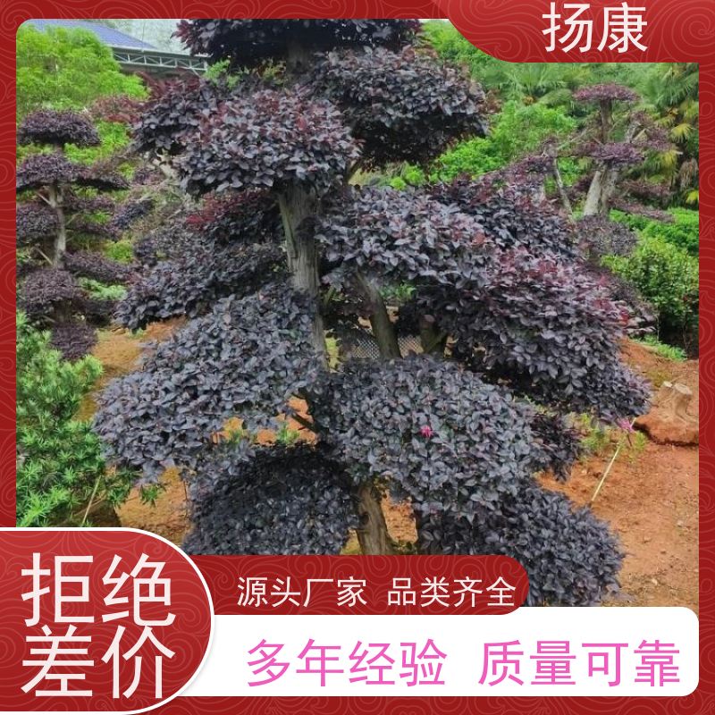 扬康 精品红花继木古桩 特形红桎木桩 庭院绿化优选