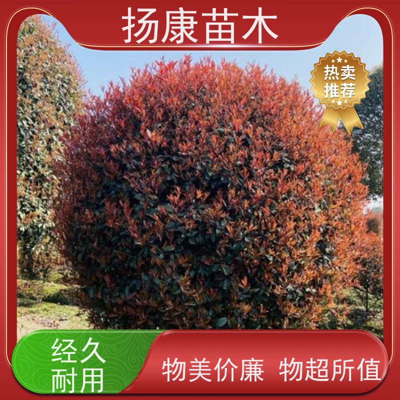 杨康苗木 冠幅饱满 庭院种植 电话咨询 5公分红叶石楠球