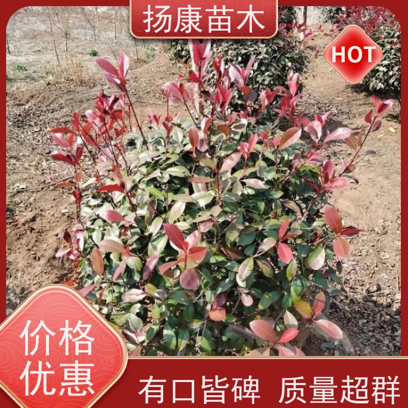杨康苗木 1米 1.2米 1.5米 1.8米都有货 可挑选 2.5米红叶石楠球