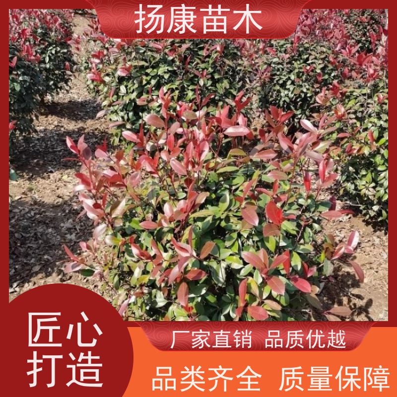 杨康苗木 城市绿化种植苗道路色块彩篱 易成活 1.5米红叶石楠球