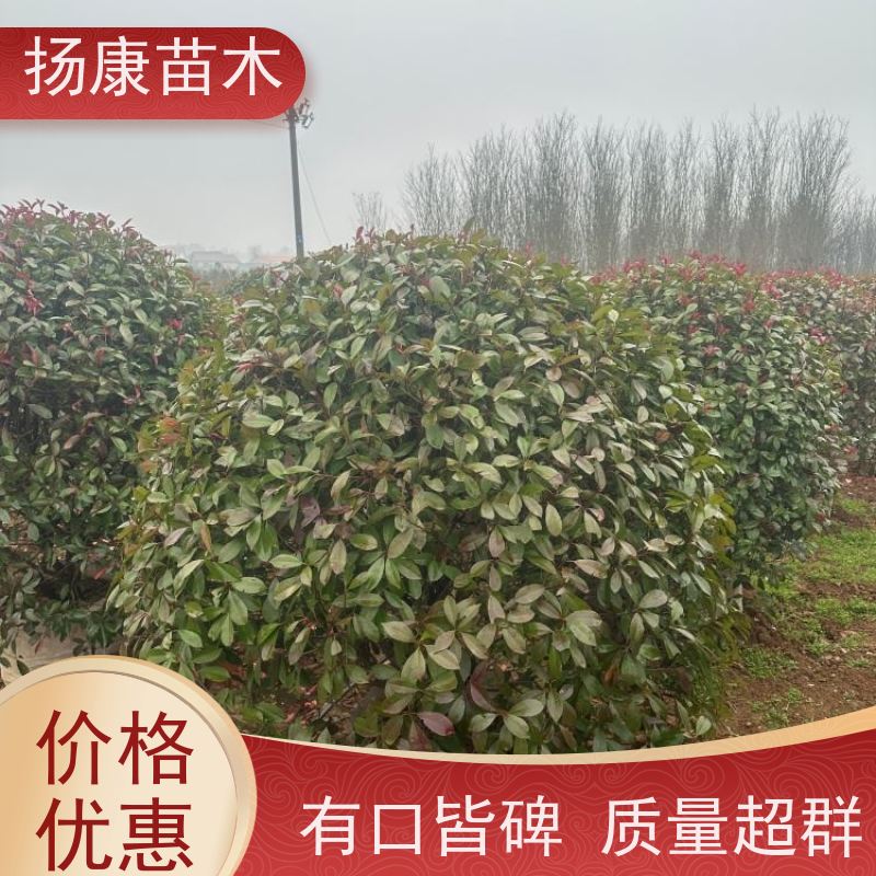 杨康苗木 道路两旁庭院小区点缀工程苗 12公分红叶石楠球