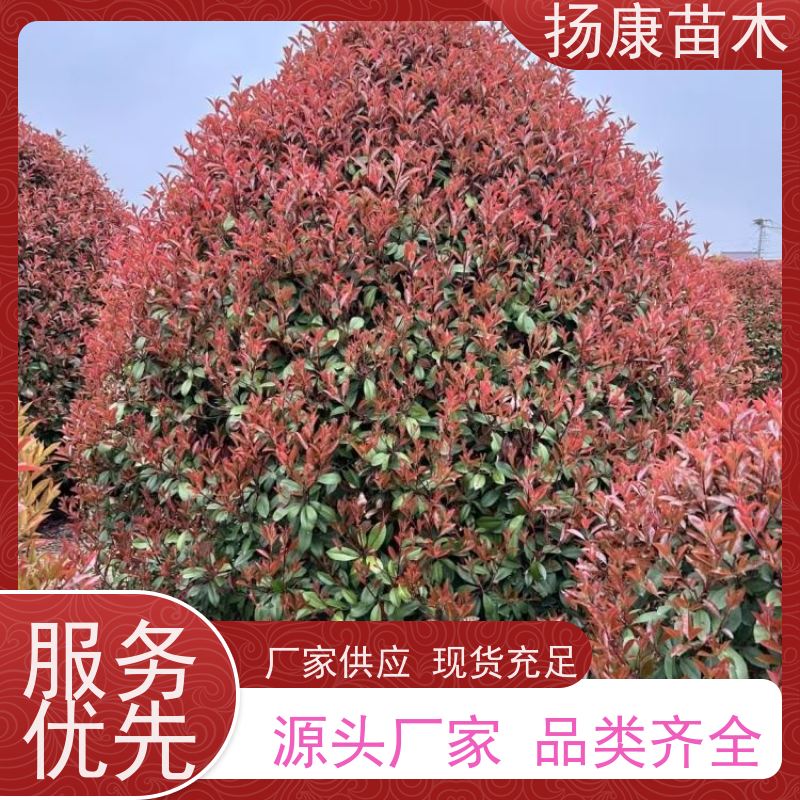 杨康苗木 园林彩叶苗木 球类观赏植物 景区色块苗 1.5米红叶石楠球