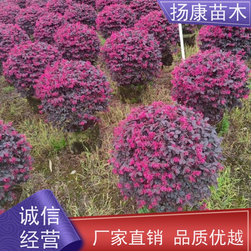 杨康苗木 现挖出售 彩叶工程绿化木易成活 2.5米红叶石楠球