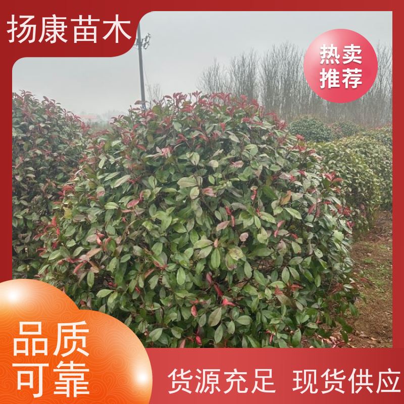杨康苗木 庭院别墅造景 园林绿篱色块苗 四季变色 3公分红叶石楠球