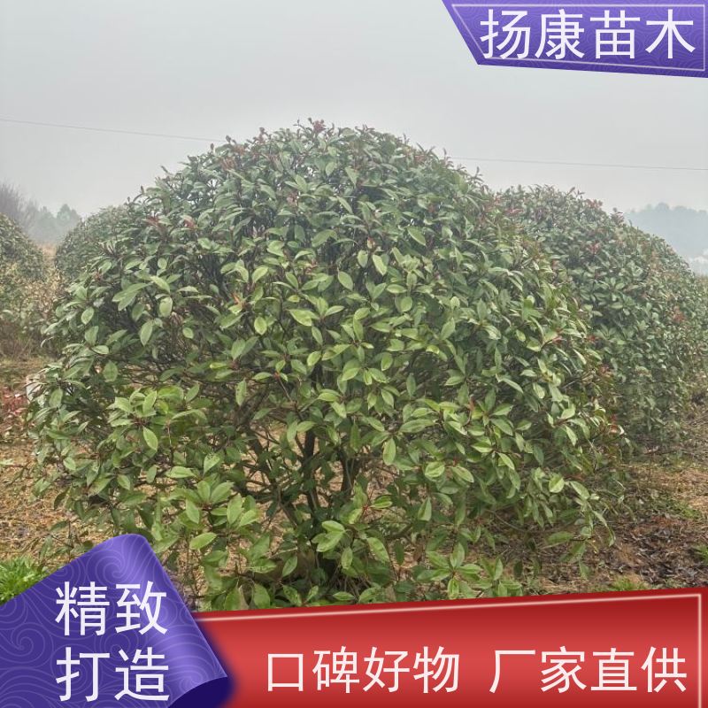 杨康苗木 冠幅饱满 庭院种植 电话咨询 1.5米红叶石楠球
