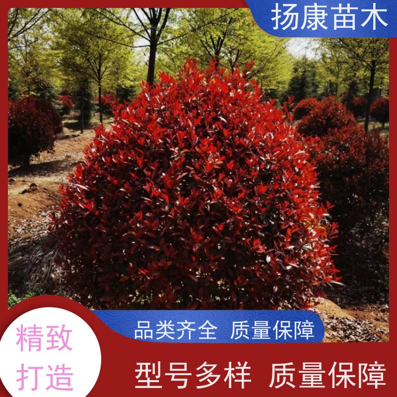 杨康苗木 城市绿化种植苗道路色块彩篱 易成活 红叶石楠球 