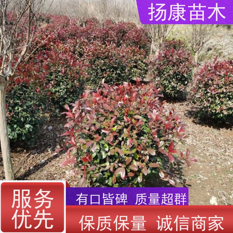 杨康苗木 道路两旁庭院小区点缀工程苗 5公分红叶石楠球