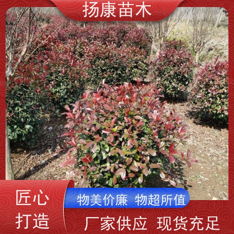 杨康苗木 冠幅饱满 庭院种植 电话咨询 3公分红叶石楠球