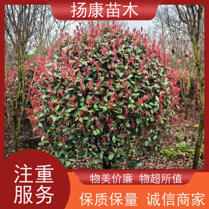 杨康苗木 耐寒耐阴成活率高 种苗基地 3公分红叶石楠球