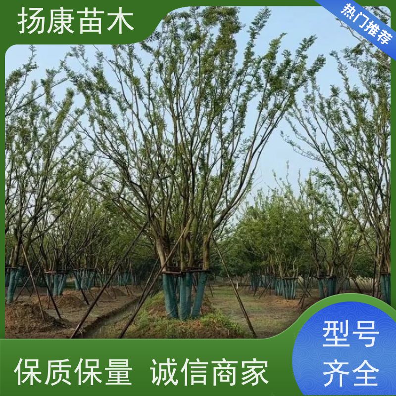 6米丛生朴树 扬康苗木 庭院植物观赏树大型绿化树 适应能力强