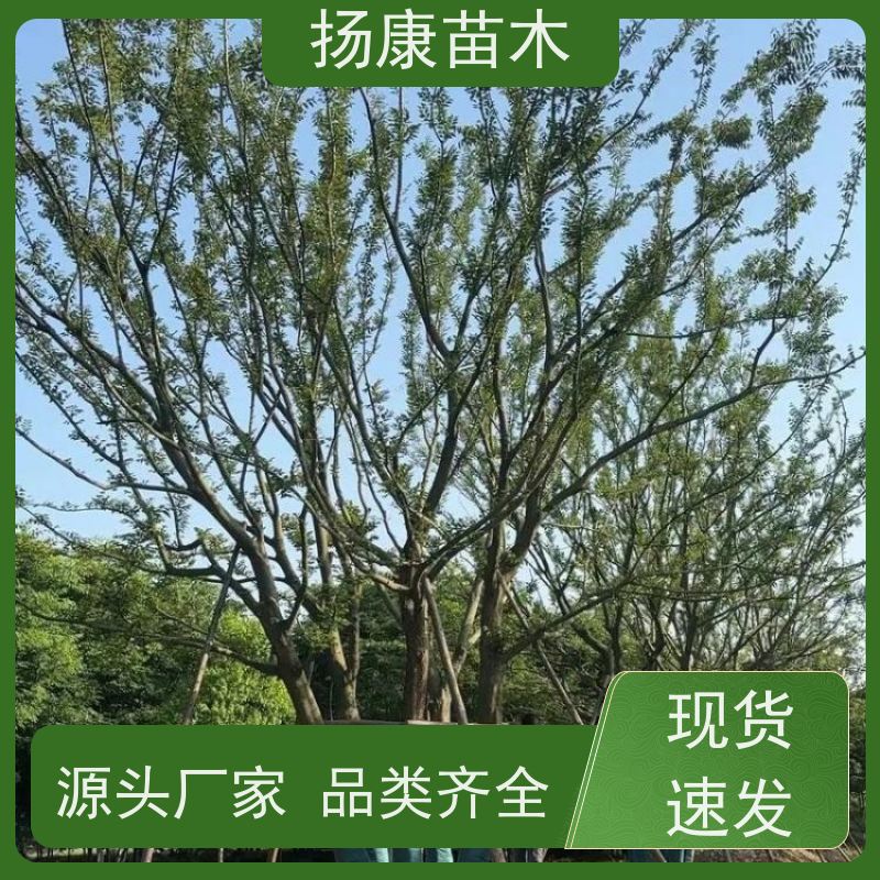 丛生朴树6米 扬康苗木 叶色鲜艳 街道造型装饰树 自产自销