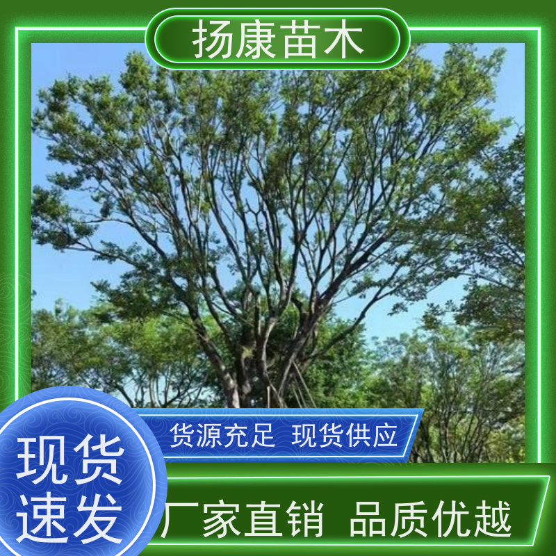 12公分丛生朴树 扬康苗木 园林景观工程用 自然树冠造型美