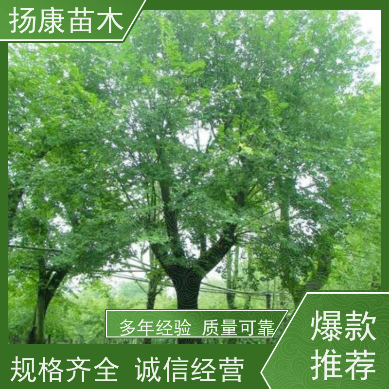 9米丛生朴树 扬康苗木 公园行道庭荫树 园林工厂矿区绿化树种