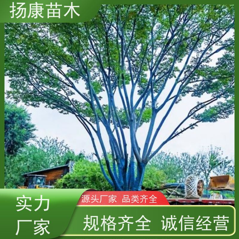 丛生朴树5米 扬康苗木 工程绿化苗 行道树 青树15公分 占地