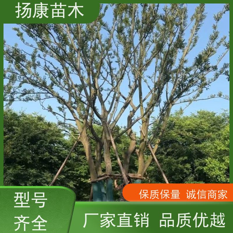 80公分丛生朴树 扬康苗木 冠幅5米 高度6米 耐寒 易成活