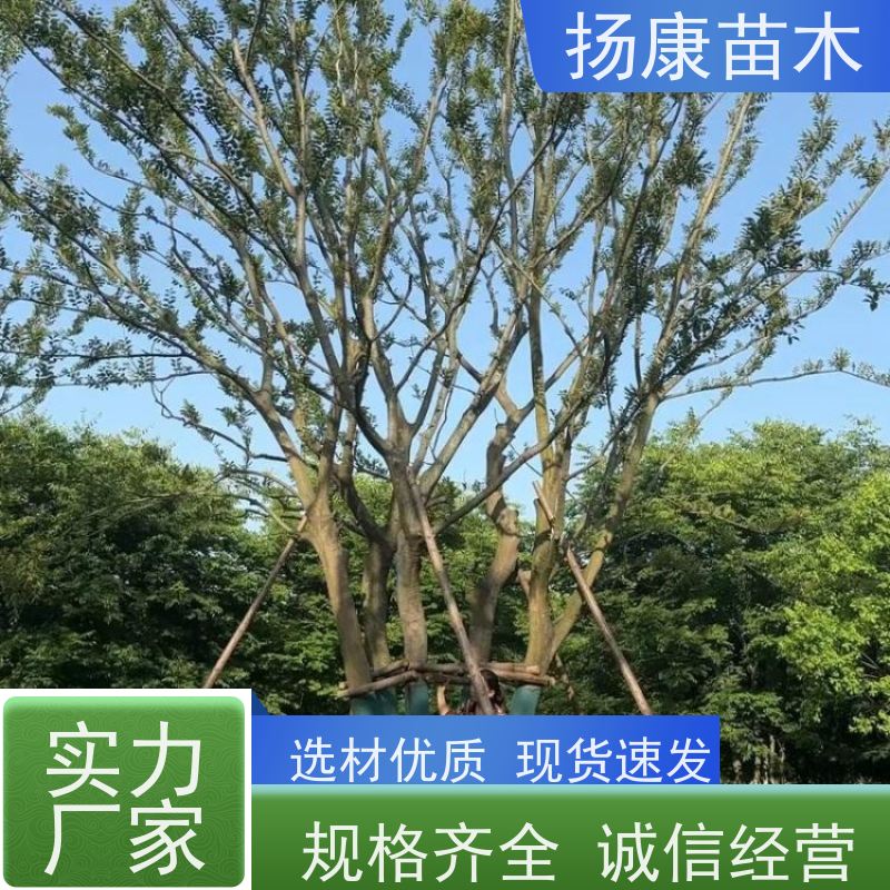 丛生朴树10米 扬康苗木 公园道路风景树行道树 现挖现卖