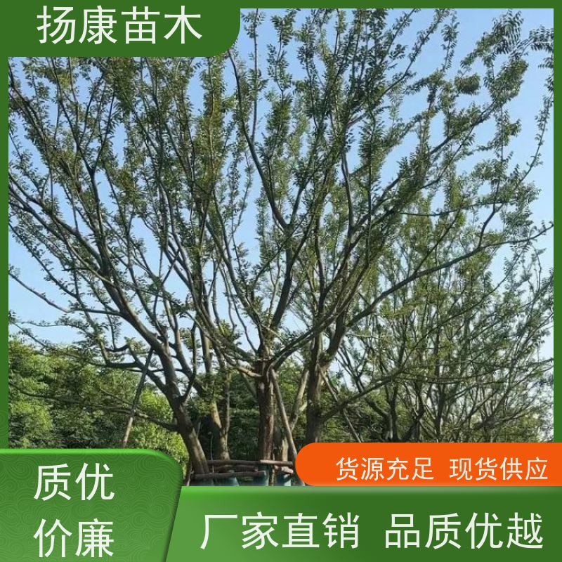 12公分丛生朴树 扬康苗木 冠幅5米 高度6米 耐寒 易成活