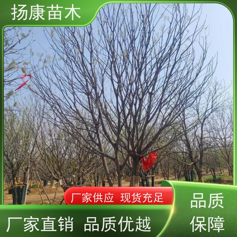 50公分丛生朴树 扬康苗木 景区园林绿化工程树 行道树 源头厂家