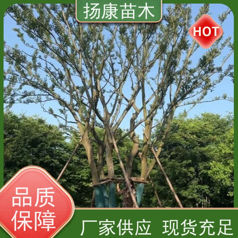 70公分丛生朴树 扬康苗木 庭院植物观赏树大型绿化树 适应能力强