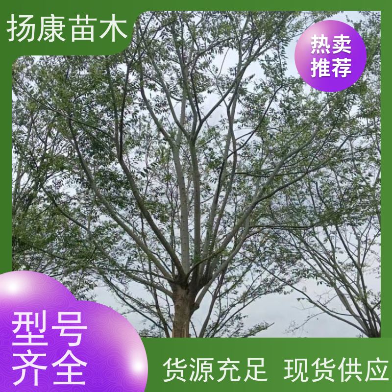 15公分丛生朴树 扬康苗木 抗风抗烟滞尘 容易存活 生长速度快 观赏风景