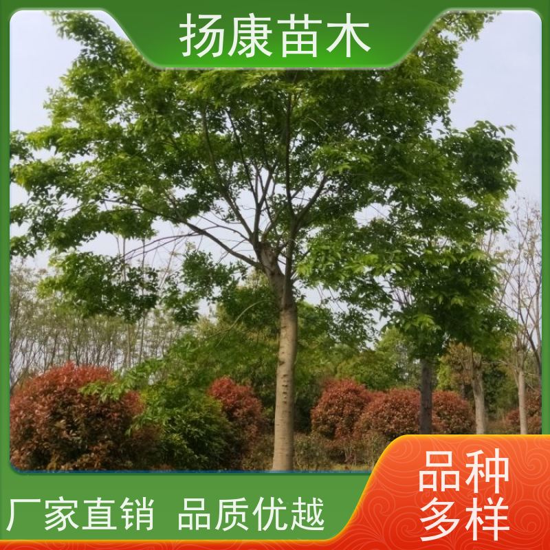 丛生朴树8米 扬康苗木 叶色鲜艳 街道造型装饰树 自产自销