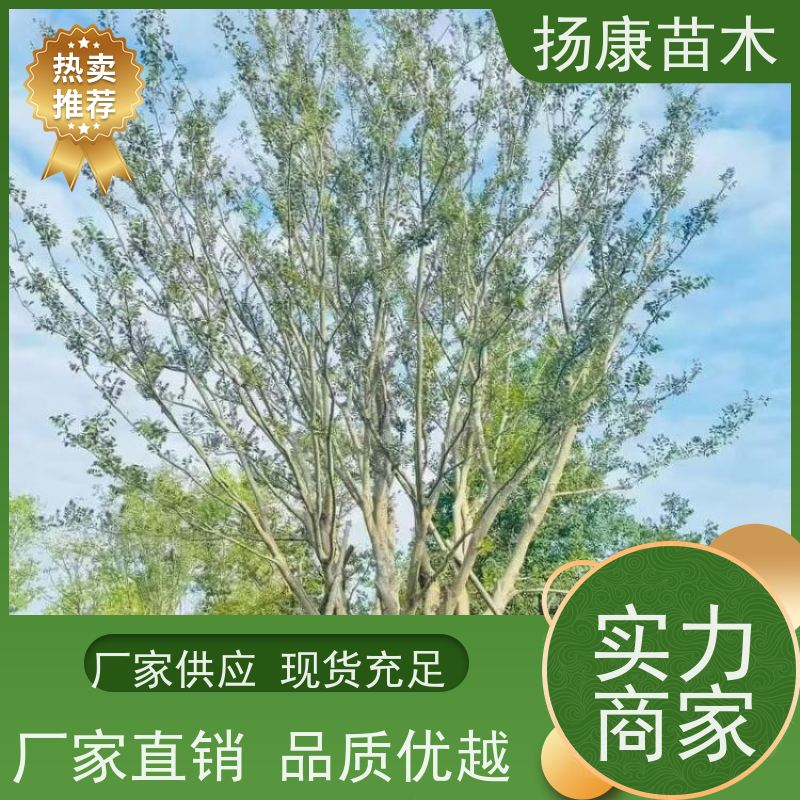 丛生朴树6米 扬康苗木 树形饱满 露天栽培 公园行道庭荫树