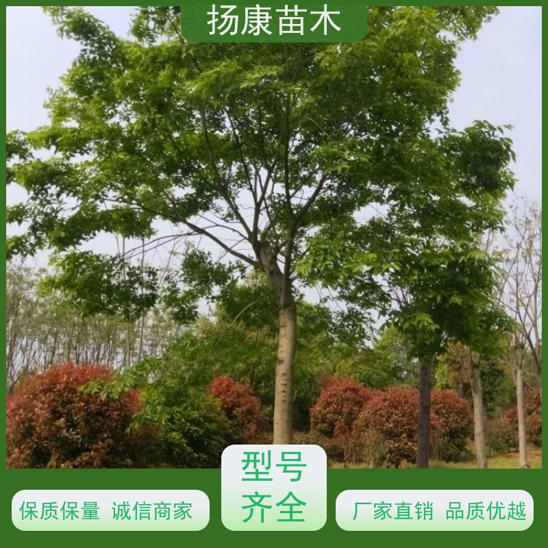 10米丛生朴树 扬康苗木 庭院小区庭荫树 规格齐全 树形优美