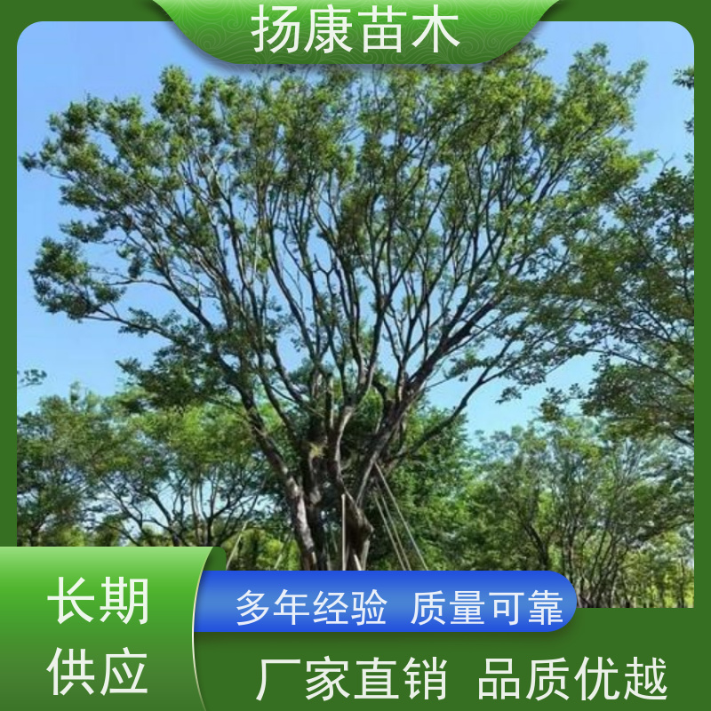 12公分丛生朴树 扬康苗木 露地 观形 主干高2.8m 风景树