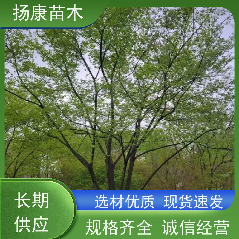 丛生朴树5米 扬康苗木 抗风抗烟滞尘 容易存活 生长速度快 观赏风景