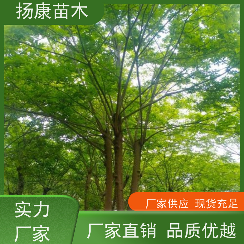 12公分丛生朴树 扬康苗木 公园道路风景树行道树 现挖现卖