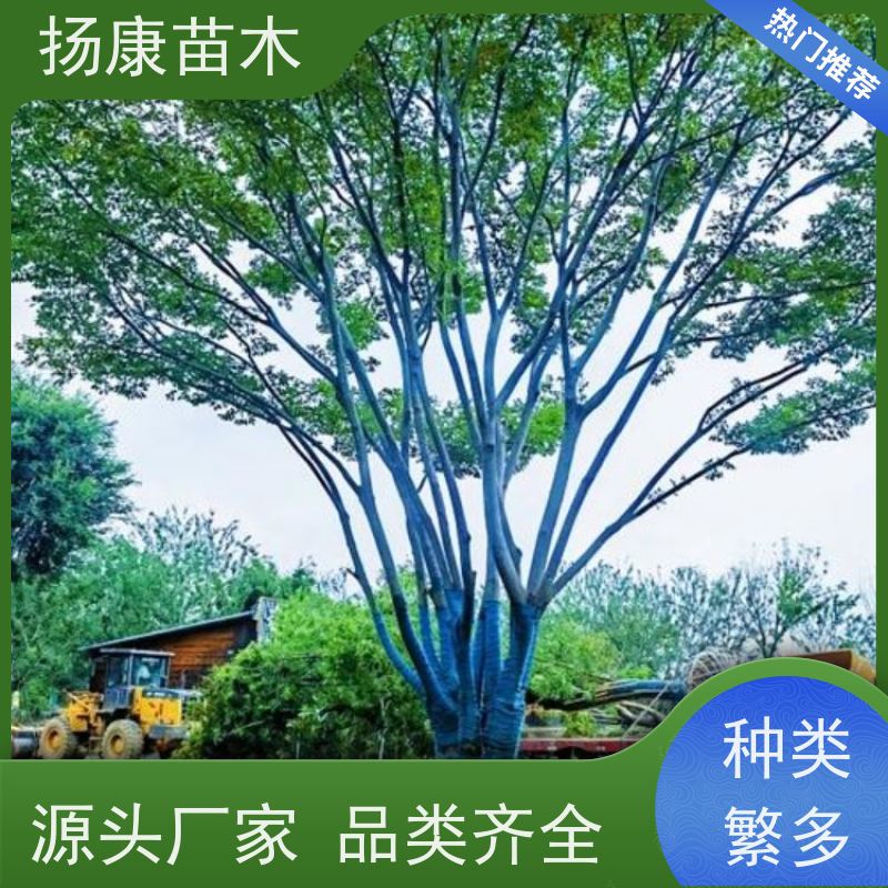 18公分丛生朴树 扬康苗木 庭院小区庭荫树 规格齐全 树形优美