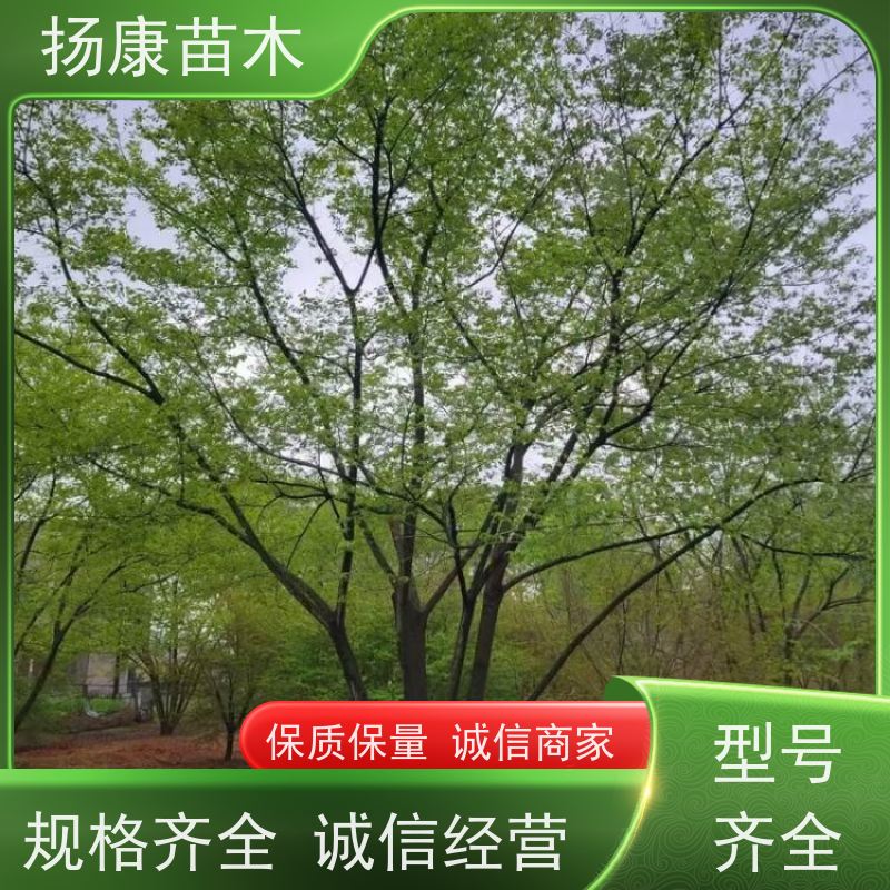 丛生朴树6米 扬康苗木 对土壤要求不严 有一定耐干旱能力 带土球发货