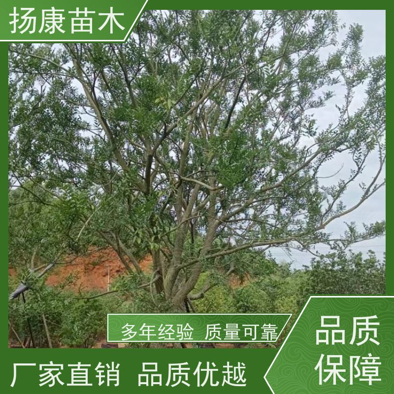 18公分丛生朴树 扬康苗木 园林景观工程用 自然树冠造型美