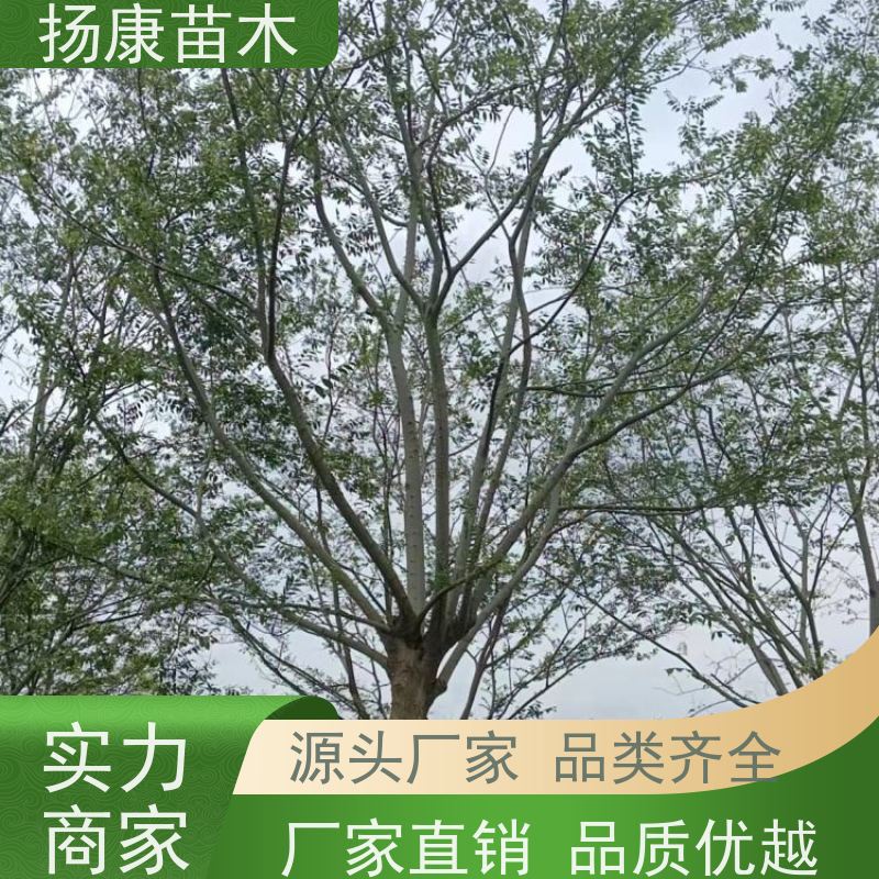 12公分丛生朴树 扬康苗木 庭院植物观赏树大型绿化树 适应能力强