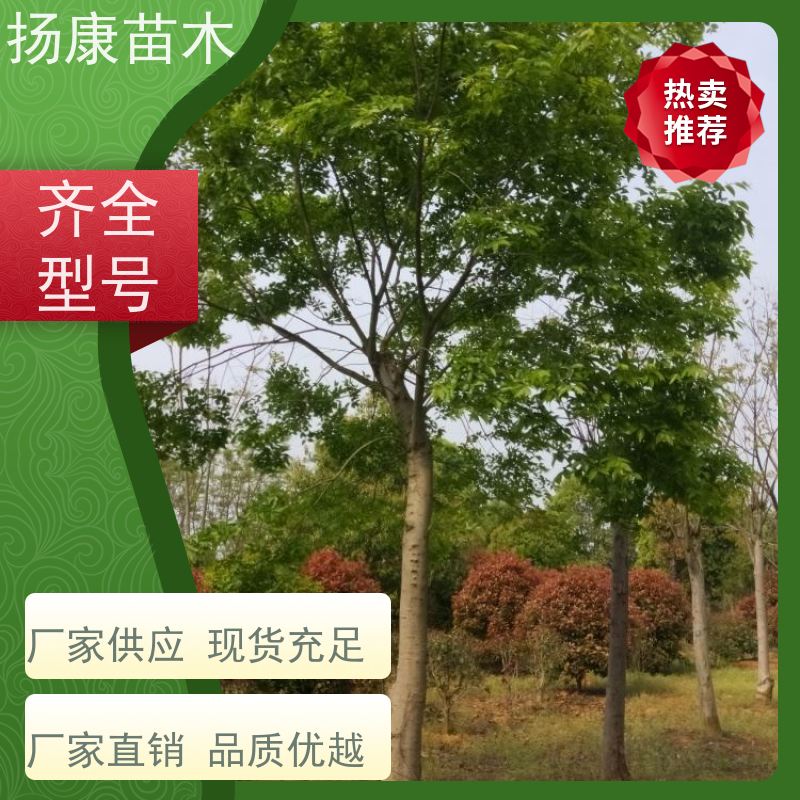 9米丛生朴树 扬康苗木 庭院植物观赏树大型绿化树 适应能力强