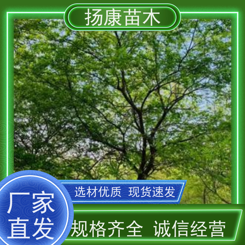 40公分丛生朴树 扬康苗木 苗圃基地批发 树形精品