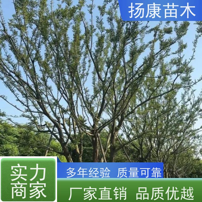 丛生朴树7米 扬康苗木 对土壤要求不严 有一定耐干旱能力 带土球发货