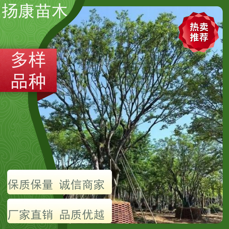 90公分丛生朴树 扬康苗木 庭院小区庭荫树 规格齐全 树形优美