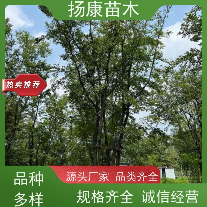丛生朴树9米 扬康苗木 冠幅5米 高度6米 耐寒 易成活