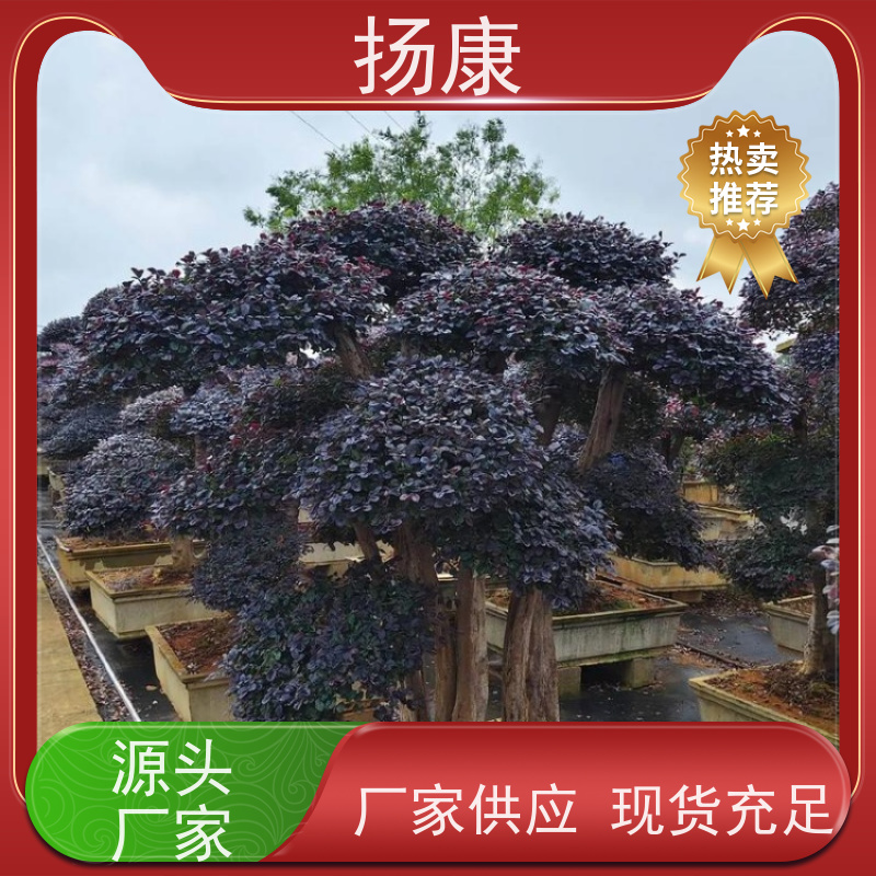 扬康 红花继木桩 园林景区观景苗木 绿化工程栽植 易成活