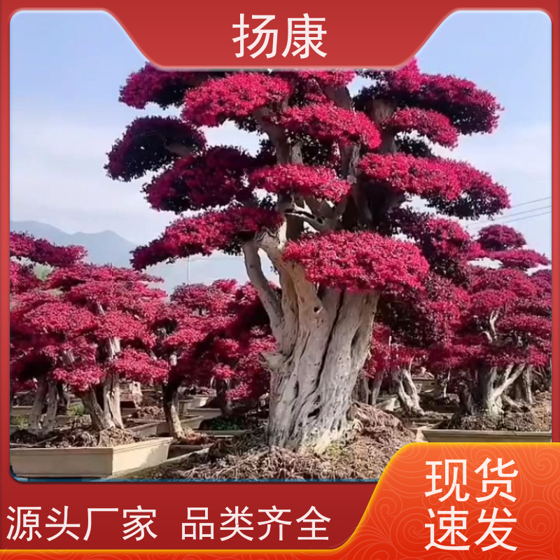 扬康 15公分红花继木桩 园林景区观景苗木 绿化工程栽植