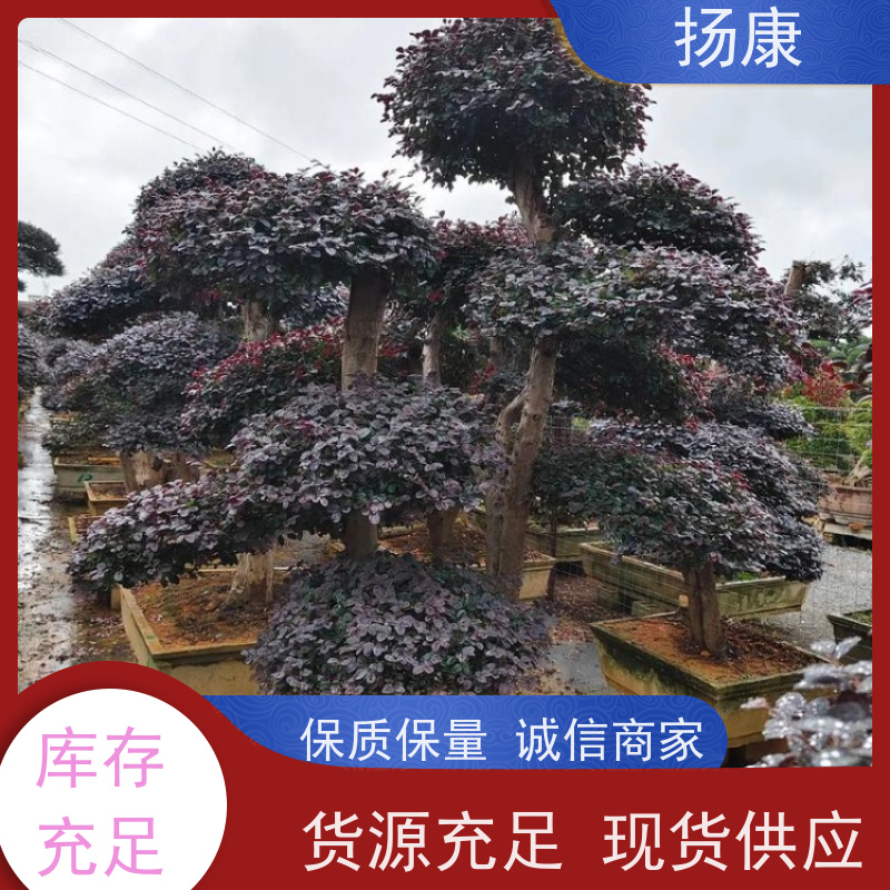 扬康 大型红花继木桩 景区园林绿化工程苗 庭院造景栽植观赏苗