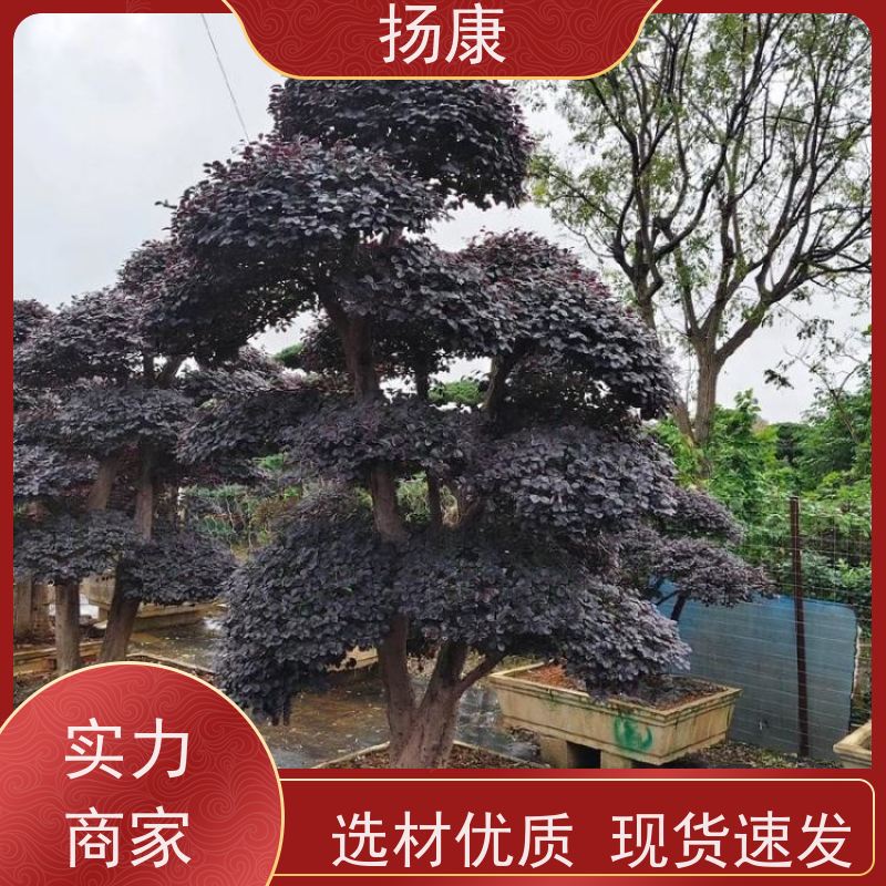 扬康 红花继木桩 耐修剪与蟠扎，枝条可塑性强