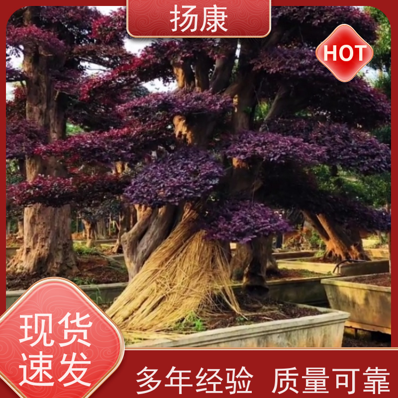 扬康 红花继木古桩 适合用于庭院、公园或艺术展览空间