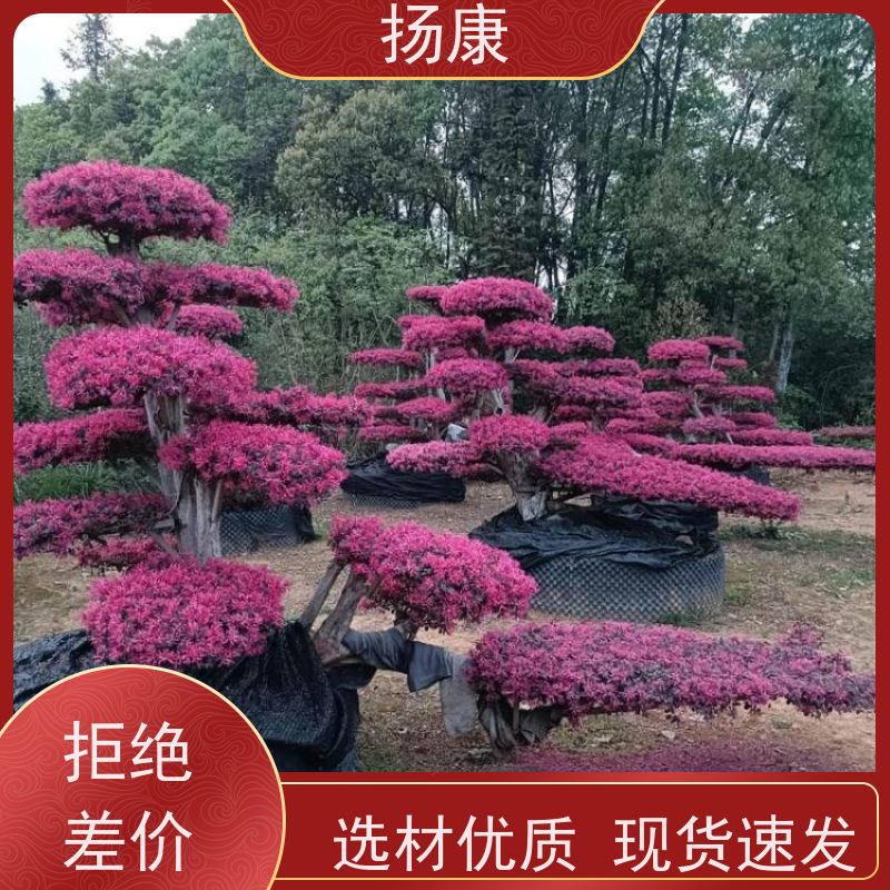 扬康 15公分红花继木桩 耐修剪与蟠扎，枝条可塑性强