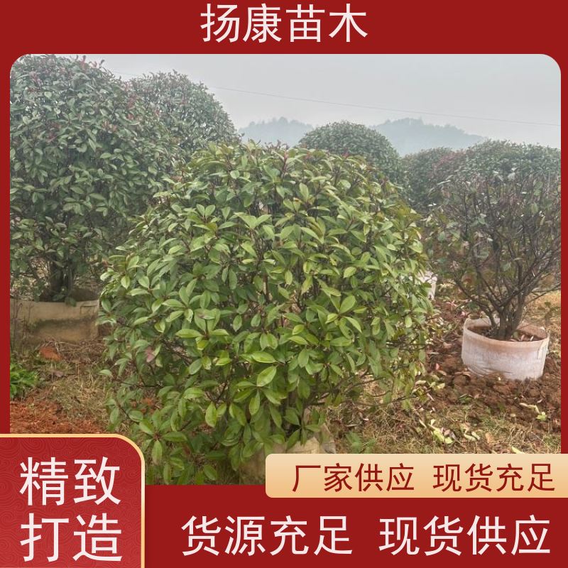杨康苗木 冠幅饱满 庭院种植 电话咨询 精品红叶石楠球