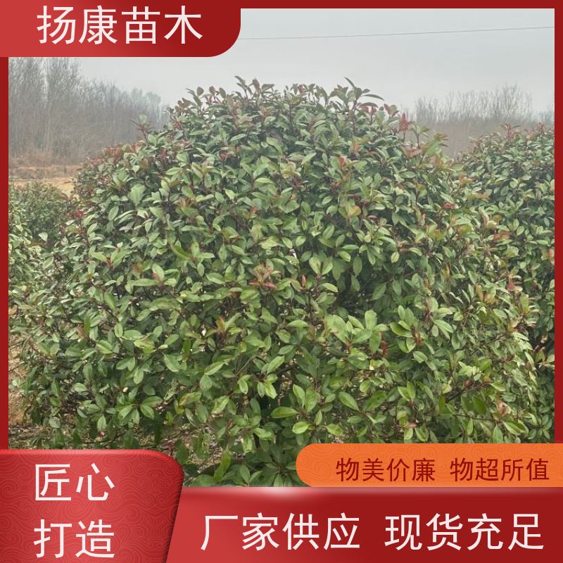 杨康苗木 常绿观叶灌木 双色叶 本地苗圃种植 12公分红叶石楠球