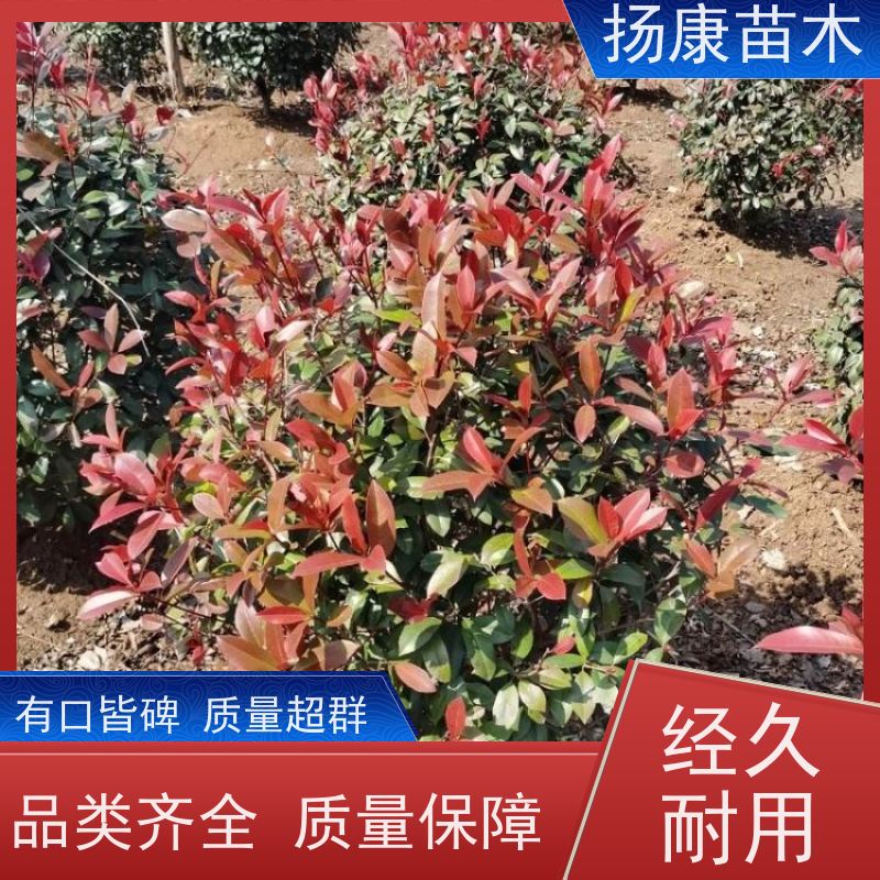 杨康苗木 良种 球形树冠 枝繁叶茂 1.5米红叶石楠球